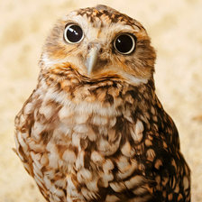 Схема вышивки «совушка»