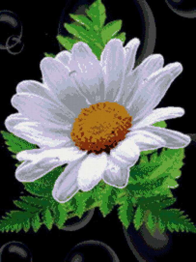 ромашка - цветы - предпросмотр