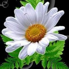 Схема вышивки «ромашка»