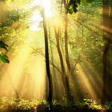 Схема вышивки «в лесу»