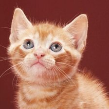 Схема вышивки «КОТИК»