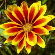 Схема вышивки «ЦВЕТОК»