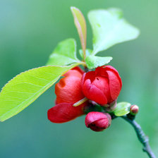 Схема вышивки «ЦВЕТОК»