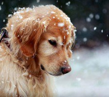 Схема вышивки «№715583»