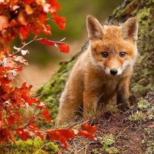 Схема вышивки «№715650»