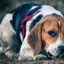 Схема вышивки «Пес»