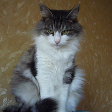 Схема вышивки «Кошка Василиса»