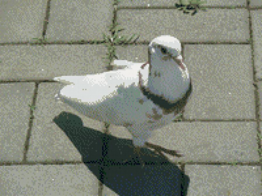 голубь из анапы - предпросмотр