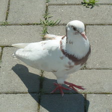 Схема вышивки «голубь из анапы»