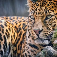 Схема вышивки «Леопард»