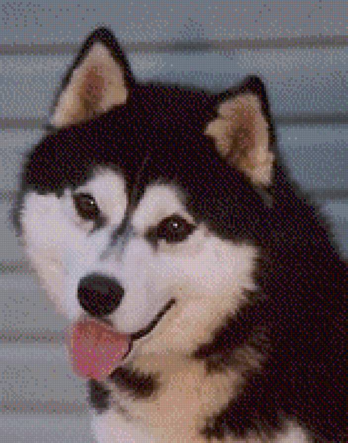 хаски - животные, собаки - предпросмотр