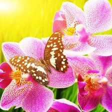 Схема вышивки «цветок»