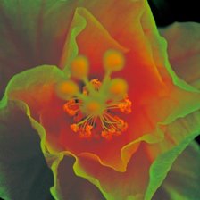 Схема вышивки «Цветок»