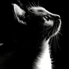 Схема вышивки «Киса»