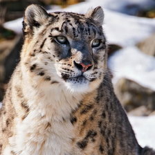 Схема вышивки «Снежный барс»