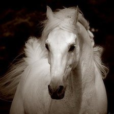 Схема вышивки «Белая лошадь»