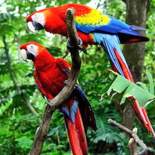 Схема вышивки «Красный ара»