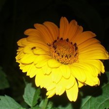 Схема вышивки «цветок»