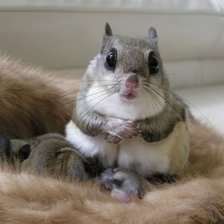 Схема вышивки «белка»