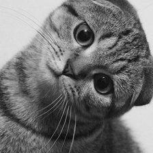 Схема вышивки «котя»