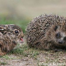 Схема вышивки «друзяки»