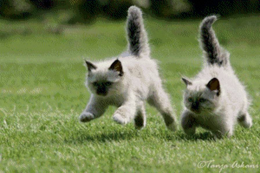 котики - предпросмотр