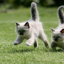 Схема вышивки «котики»