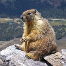 Схема вышивки «бобер»