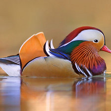 Схема вышивки «Утка-мандаринка»