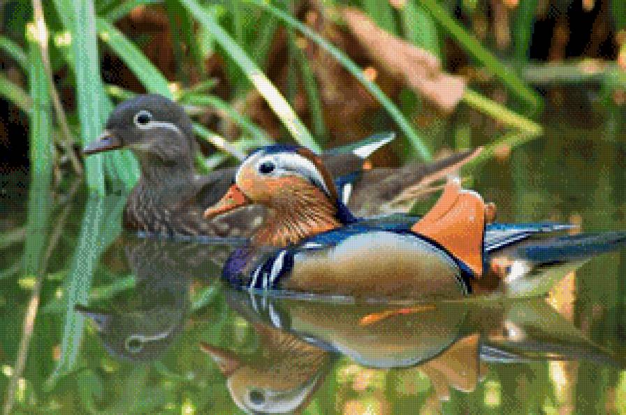 Утки мандаринки - птицы, фен-шуй, утки - предпросмотр