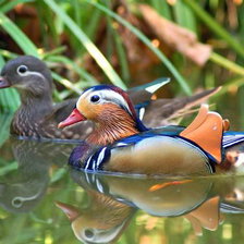 Схема вышивки «Утки мандаринки»