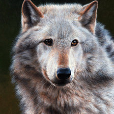 Схема вышивки «Волк»