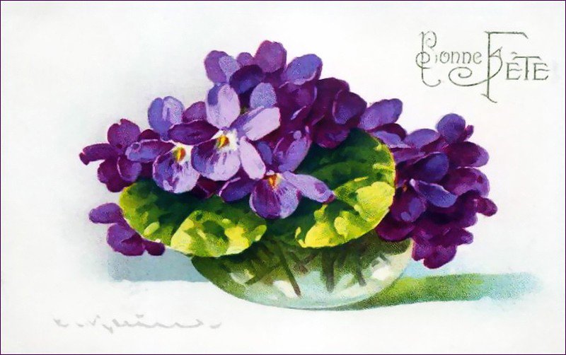 Фиалки Катарина Кляйн - катарина кляйн - оригинал