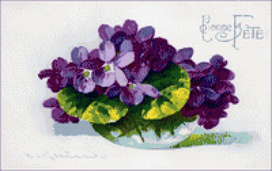 Фиалки Катарина Кляйн - катарина кляйн - предпросмотр