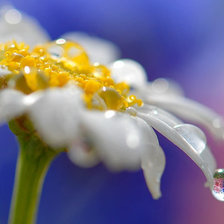 Схема вышивки «Ромашка»