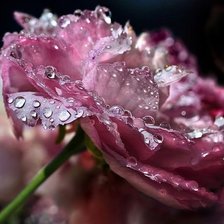 Схема вышивки «Роза»