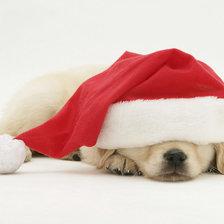 Схема вышивки «животные»