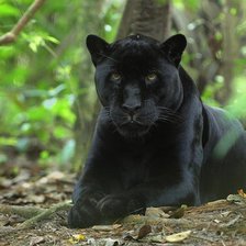 Схема вышивки «животные»