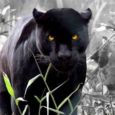 Схема вышивки «животные»