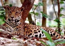 Схема вышивки «животные»