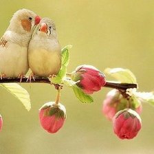 Схема вышивки «пара птиц»