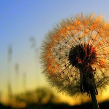 Схема вышивки «одуванчик»