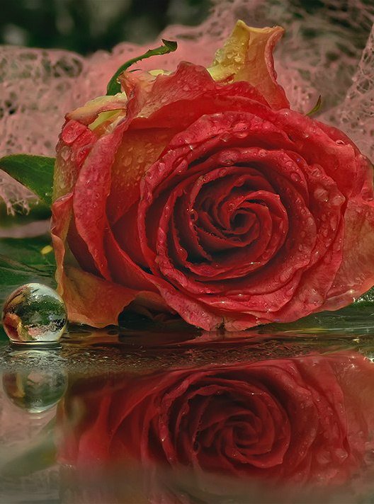 №716607 - вода, цветы, отражение, роза - оригинал