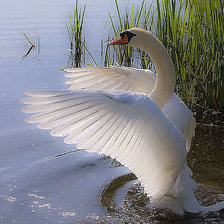 Схема вышивки «лебедь»