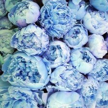 Схема вышивки «Синие пионы»