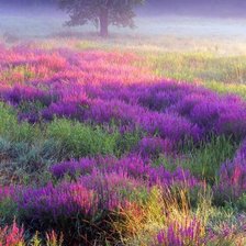 Схема вышивки «Лавандовое поле»