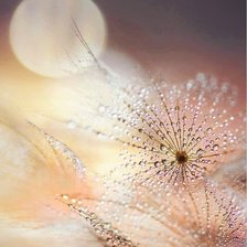 Схема вышивки «Нежность»