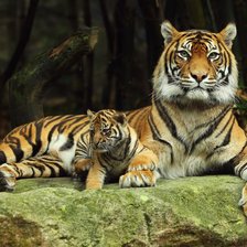 Схема вышивки «Тигрица»