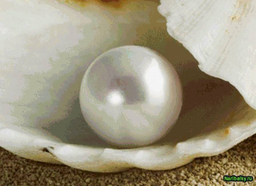 Жемчуг - раковина, жемчуг, совершенство - предпросмотр
