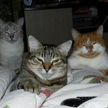 Схема вышивки «Кошки»